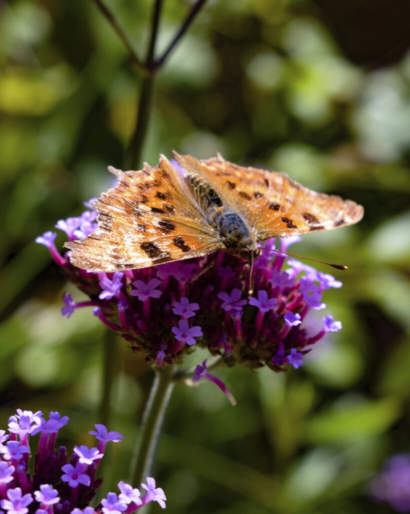 Everchanging Garden Design Hertfordshire courtyard project pic butterfly