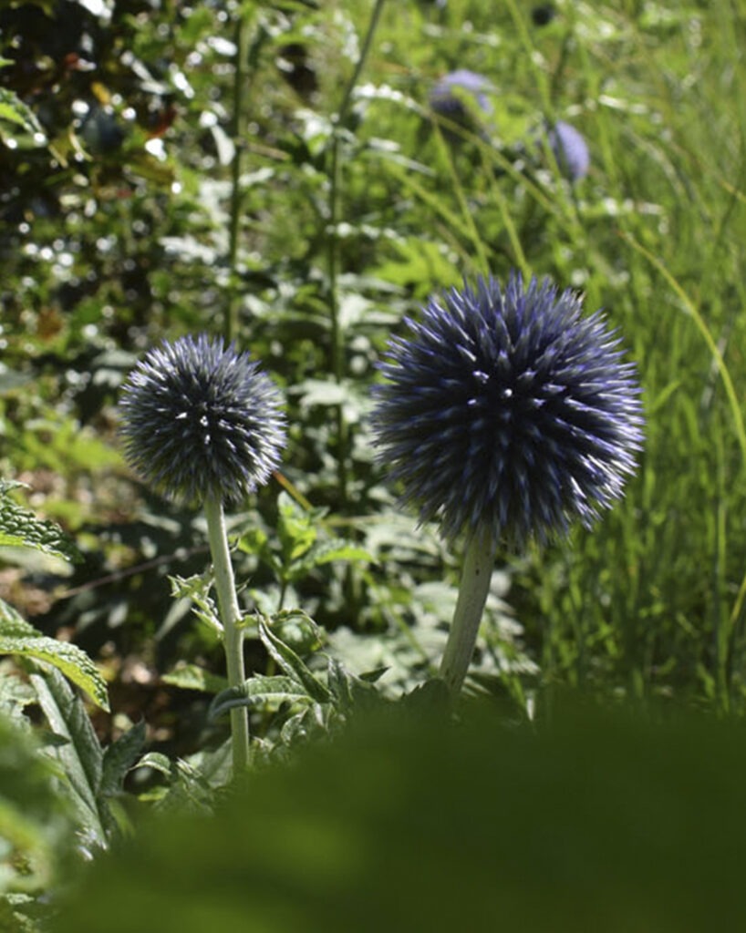Everchanging Garden Design Hertfordshire Hadley Wood London 17