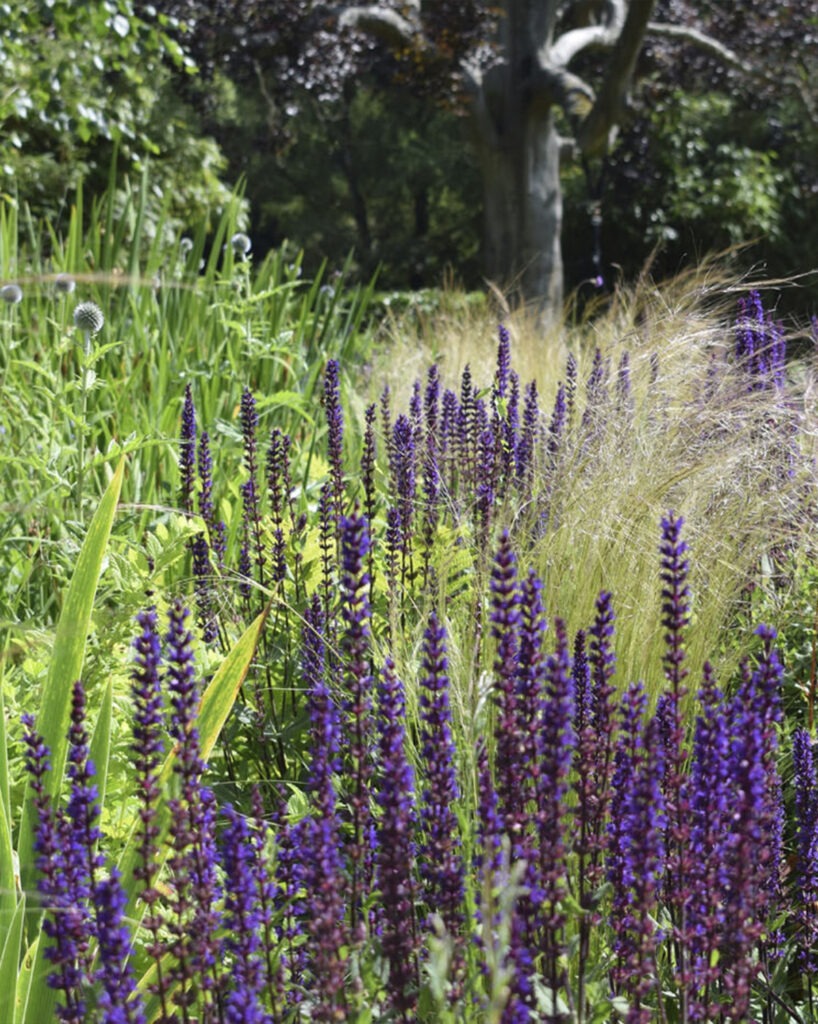 Everchanging Garden Design Hertfordshire Hadley Wood project 21