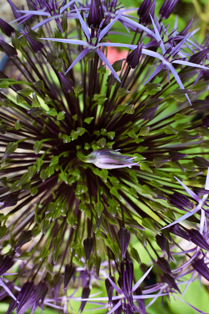 Everchanging Garden Design Hertfordshire project flower 2