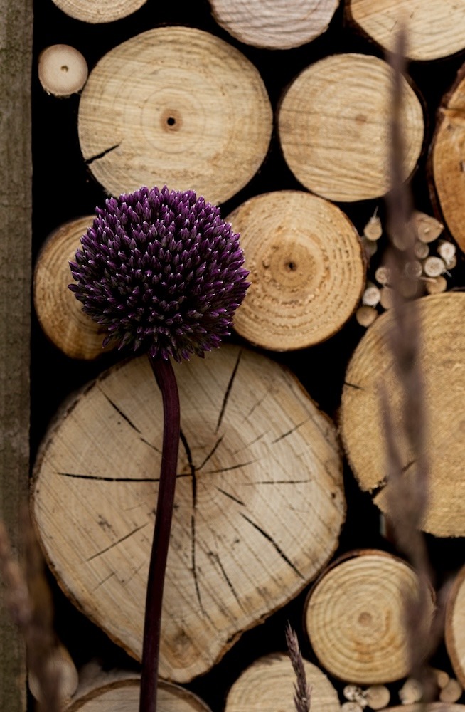 Everchanging Garden Design Hertfordshire RHS allium summer drummer