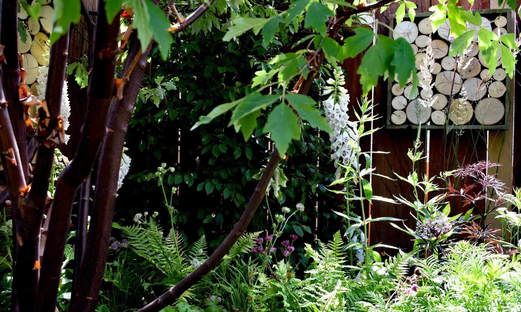 Everchanging Garden Design Hertfordshire RHS show garden foxglove