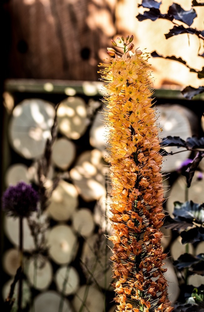 Everchanging Garden Design Hertfordshire RHS show garden foxtail lily