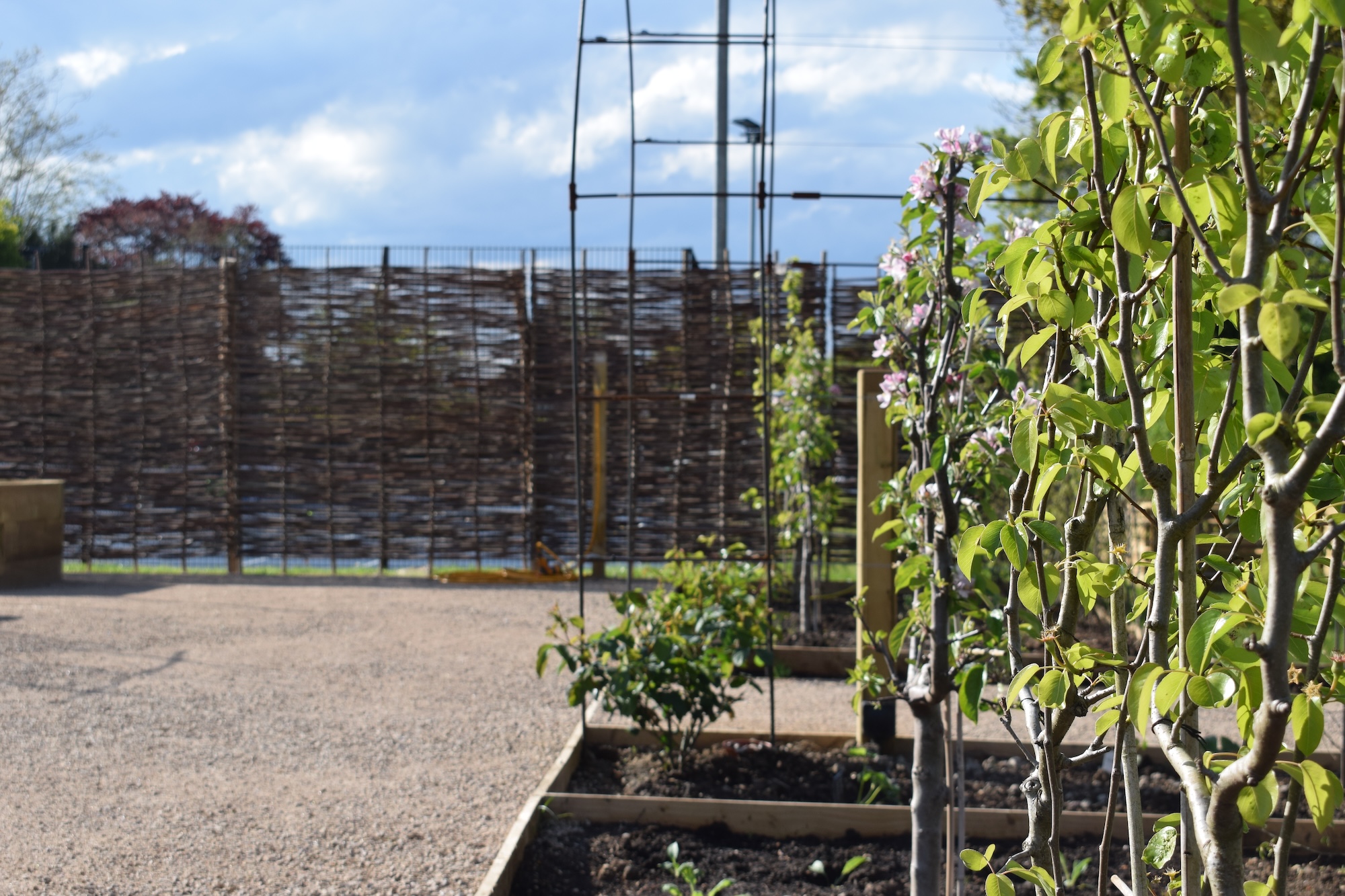 everchanging garden design hertfordshire pear trees